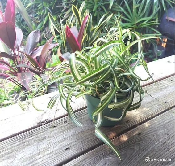 Spider plant (Chlorophytum comosum)