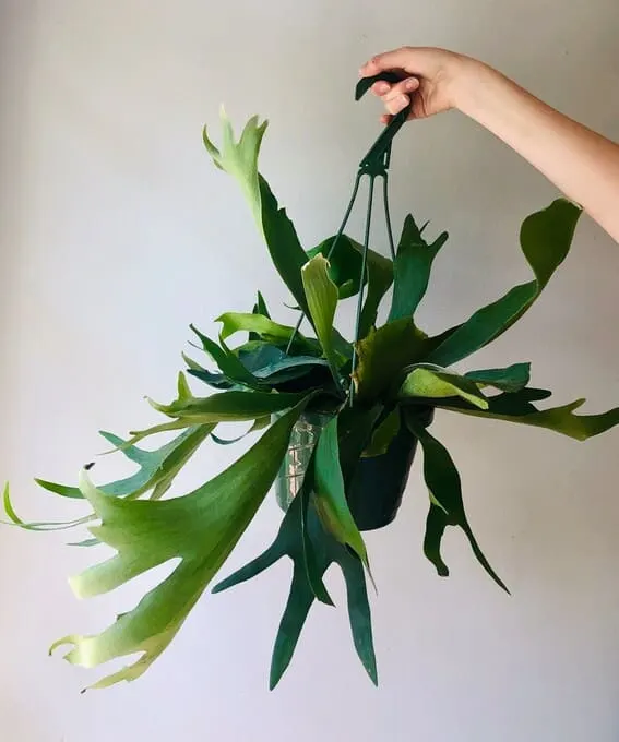 Staghorn Fern (Platycerium bifurcatum)