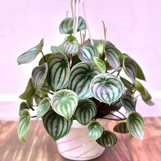 Watermelon Peperomia (Peperomia argyreia)