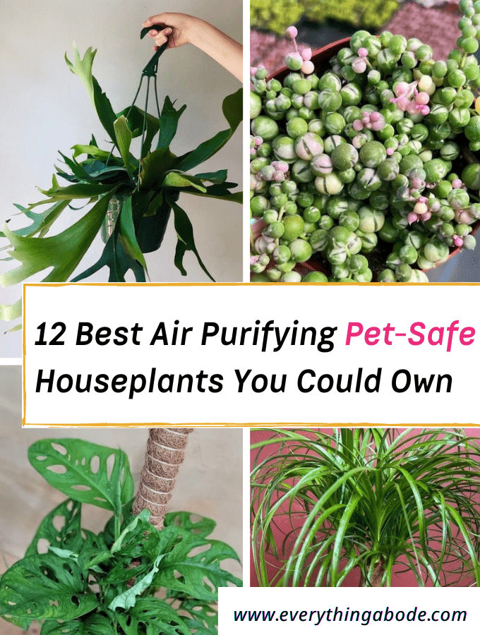 Pet-safe houseplants for air purifying the home