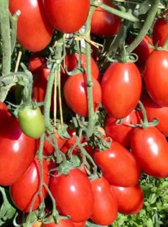 2 Live Plants San Marzano Tomato Plant, overcrowded tomatos on vines 