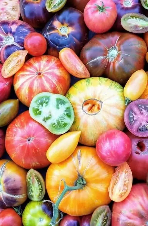 beautiful picture of tomatoes very colorful, colorful tomatoes 