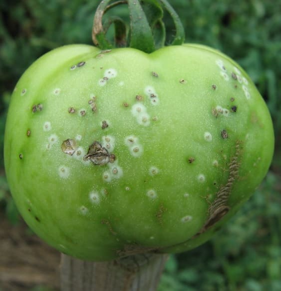 Bacterial Canker on green tomato