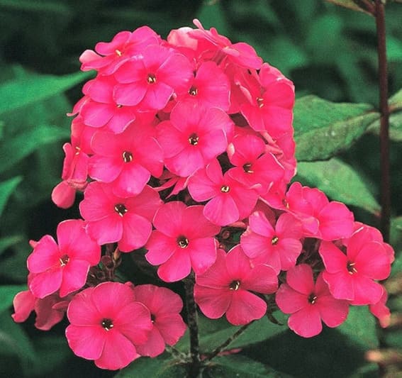 Phlox paniculata 'Starfire' Tall Garden Phlox