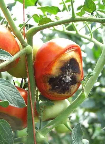 Blossom End Rot on tomatoes