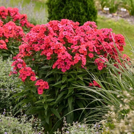 Tall Garden Phlox ‘Sunset Coral’