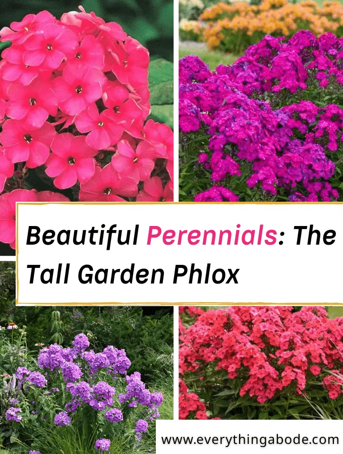 Tall Garden Phlox A Beautiful and Easy-to-Care-For Perennial Plant
