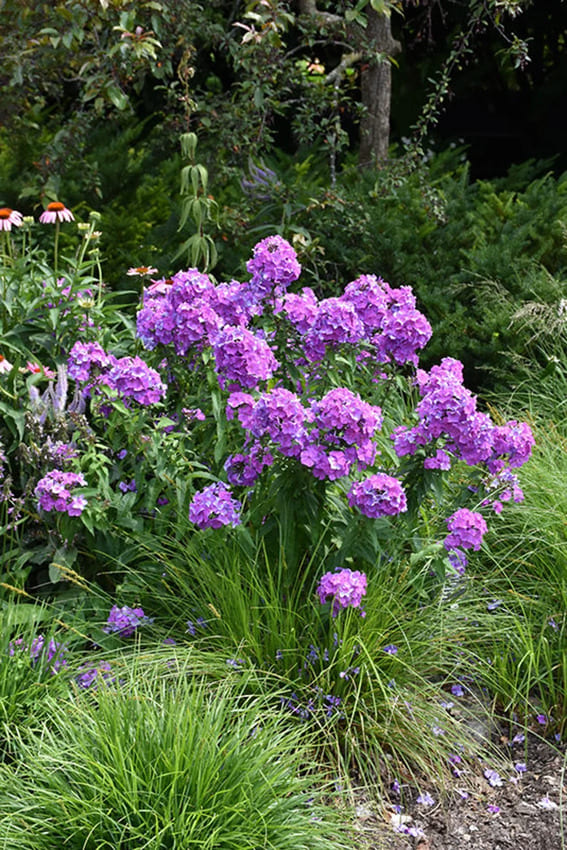 Tall Garden Phlox - Phlox Paniculata Summer Phlox