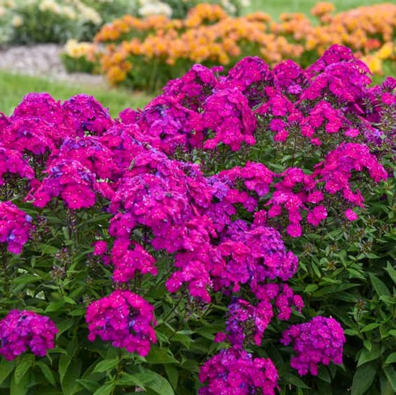 Tall garden phlox ultra violet