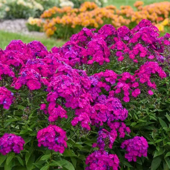 Tall garden phlox ultra violet