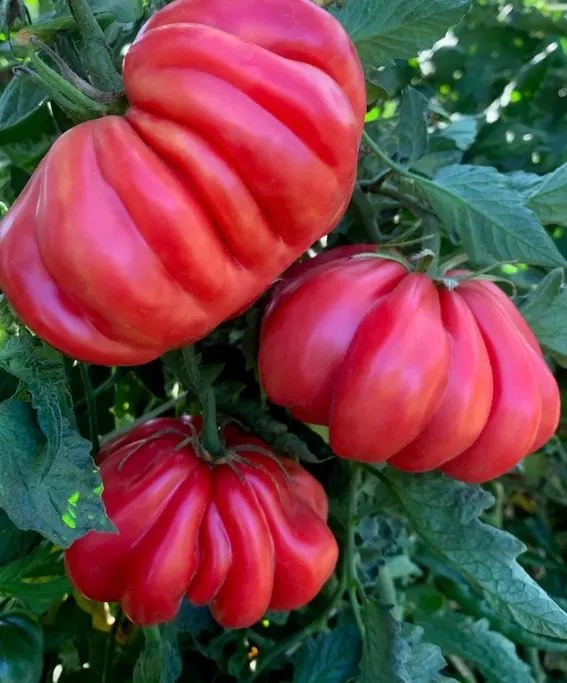catfacing tomatoes that look stunning