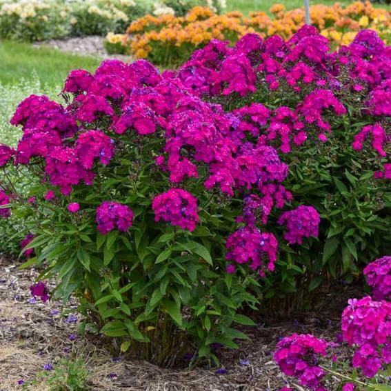 Vivid Magenta Violet flowers that illuminate - Phlox - Perennial - Attracts Birds and Pollinators