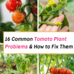 common tomato plant problems