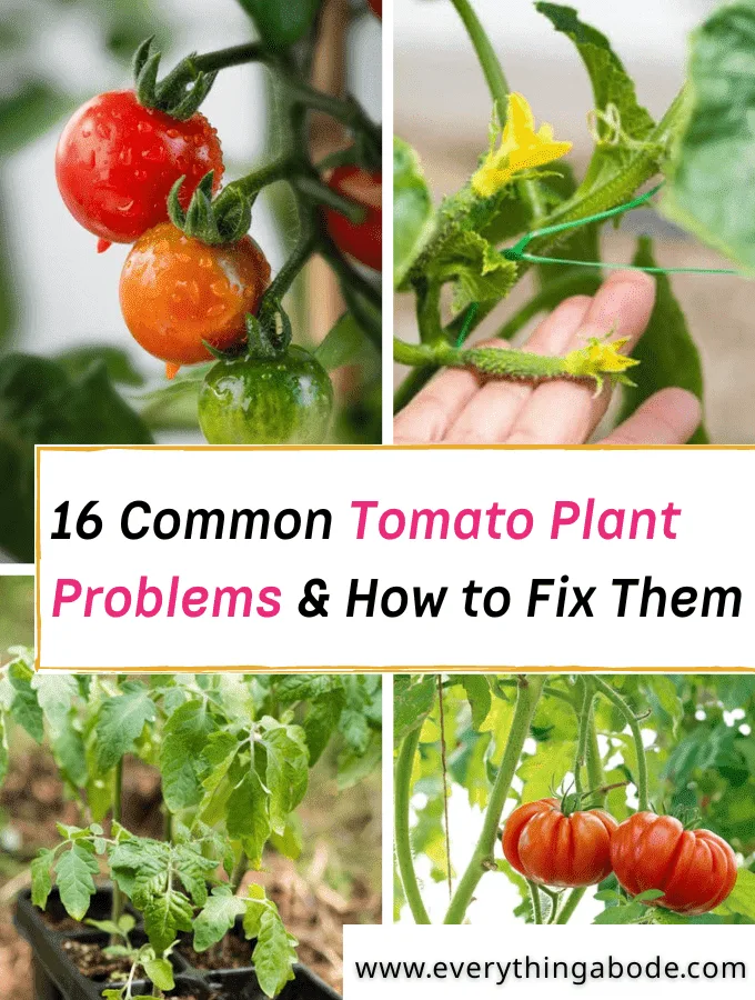 common tomato plant problems