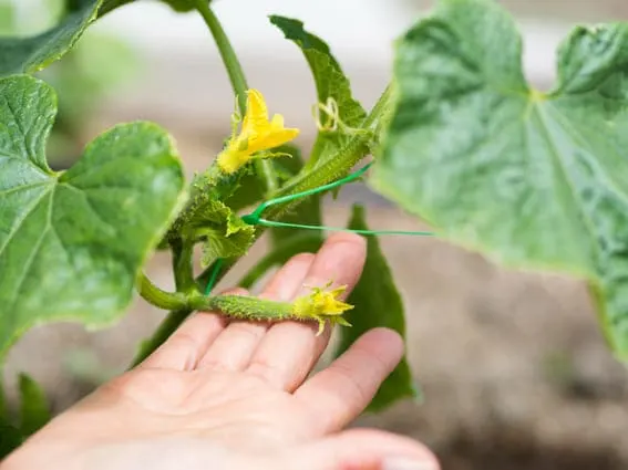person holding tomato plant blooms with no production