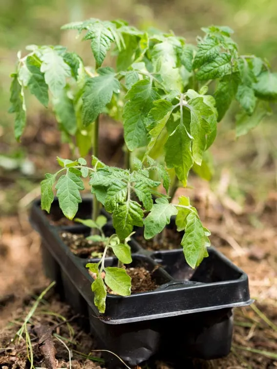 tomato plant up close with no fruit production