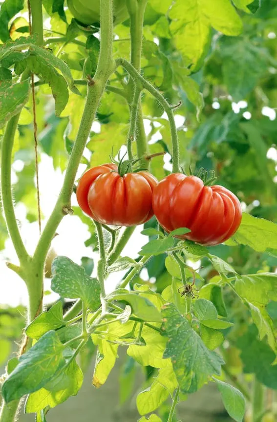 red tomatoes on branch close up 