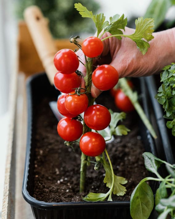 side view of women planting tomatoes in her garden 