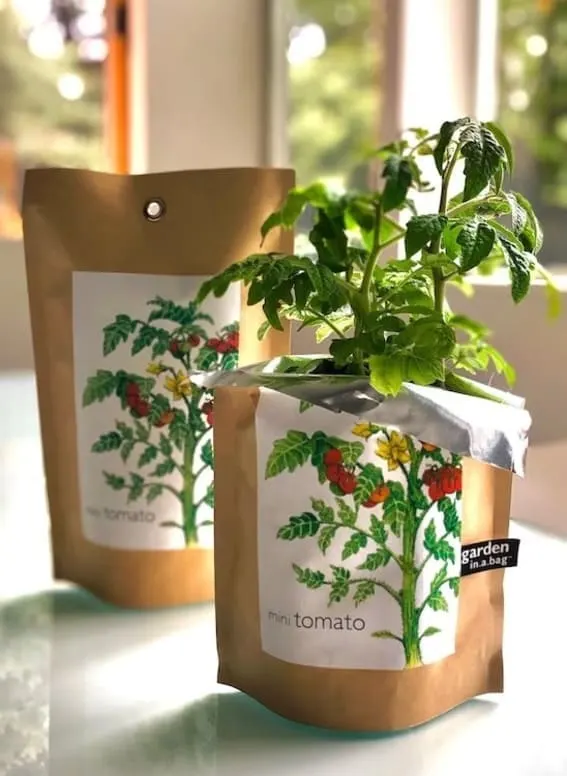 growing a tomato garden in a bag. etsy