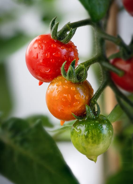 vertical shot ripe unripe cherry tomatoes branch