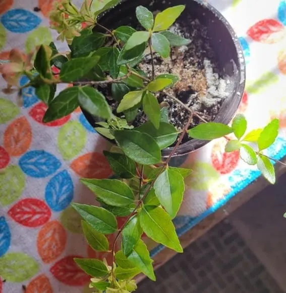 Abelia Francis Mason plant in small pot
