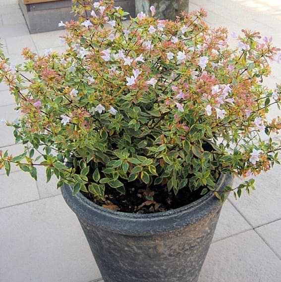 Abelia Francis Mason plant shrub in container