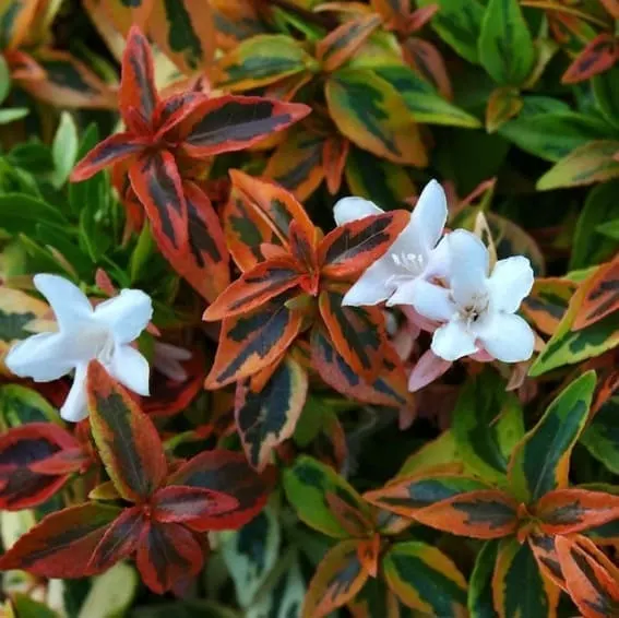 Abelia - Kaleidoscope shrub