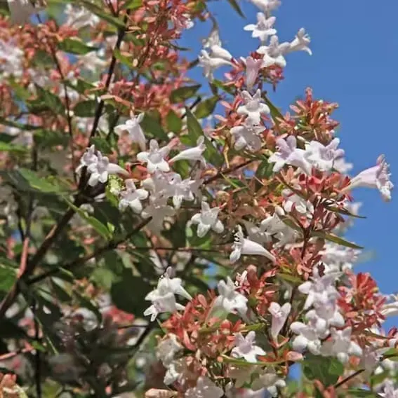 Abelia Rose Creek Flowering Shrub with White Blooms