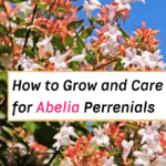 How to Grow and Care for Abelia