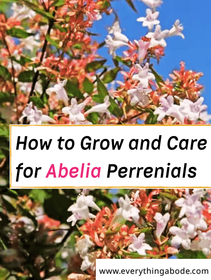 How to Grow and Care for Abelia