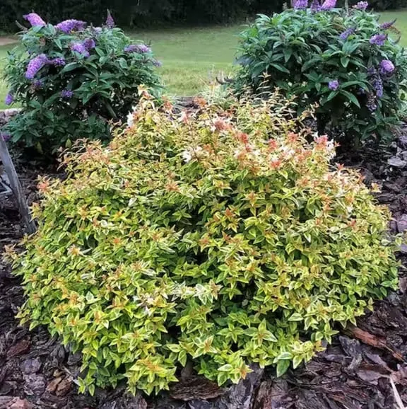 Kaleidoscope Abelia Plant with Chameleon-like Foliage home depot 