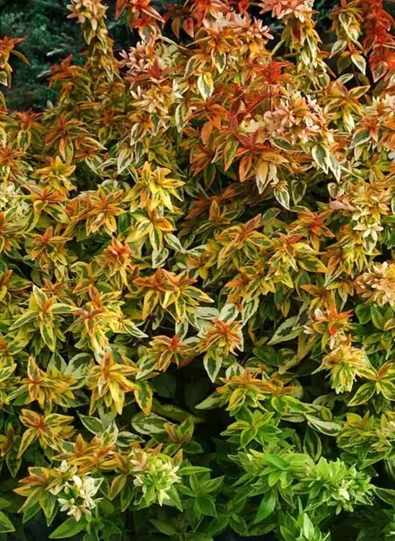 Kaleidoscope Abelia with Petite White Blooms and Golden Yellow Variegated Foliage