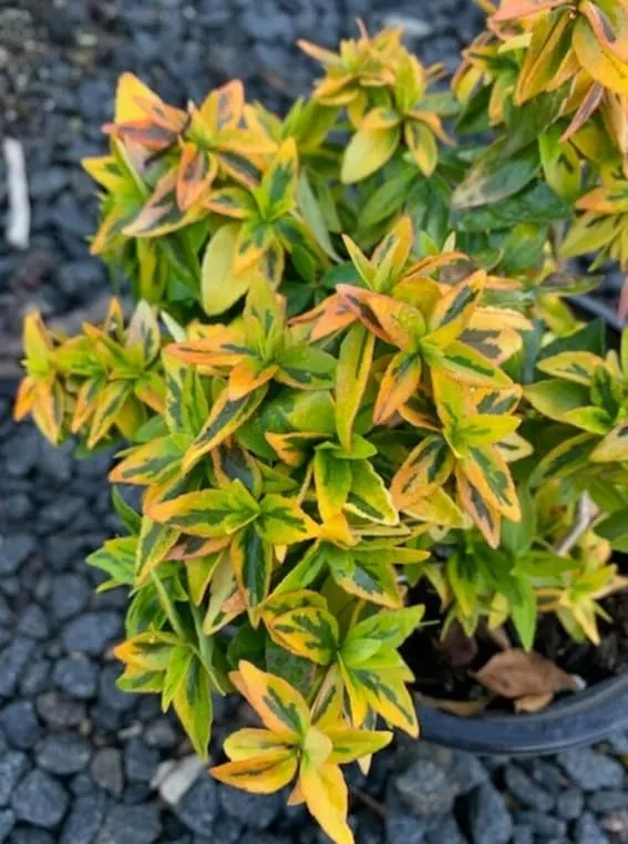 Live Abelia Grandiflora Glossy Abelia