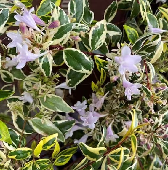 Miss Lemon Abelia Plant with Bright Variegated Yellow Foliage