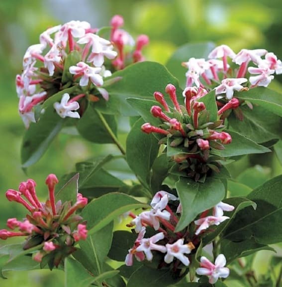 super hardy abelia plant