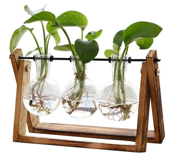 Wooden stand with glass vases for plant cuttings, a green-thumbed Christmas delight.
