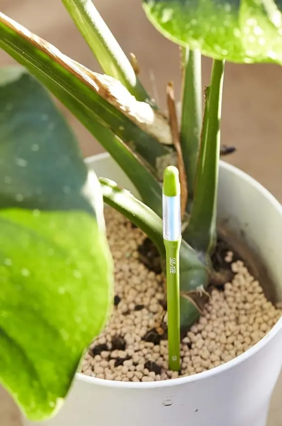 A smart moisture meter in a houseplant pot.