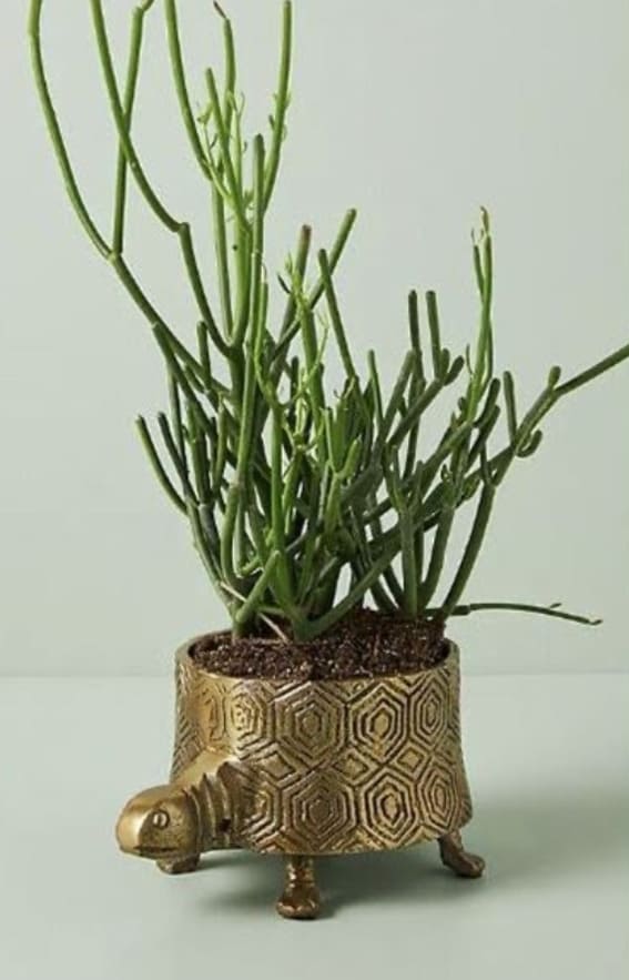 A brass-finished turtle planter giving a unique twist to plant display.