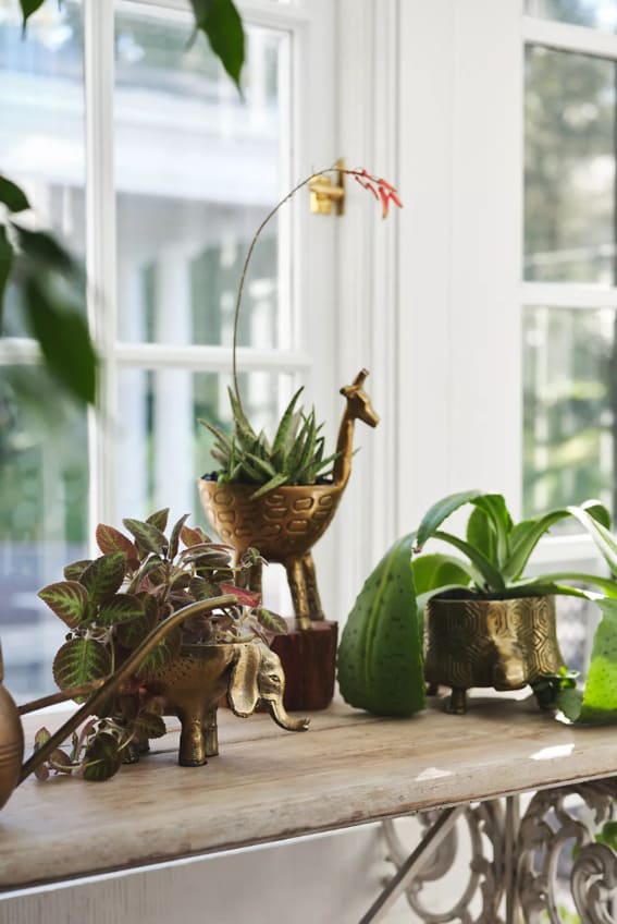 A brass-finished turtle planter giving a unique twist to plant display.