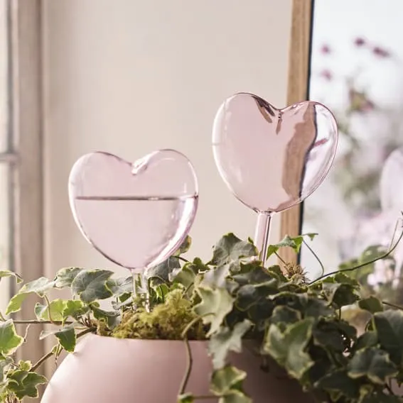 A charming set of two heart-shaped watering globes to tenderly care for plants.