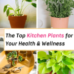 kitchen plants