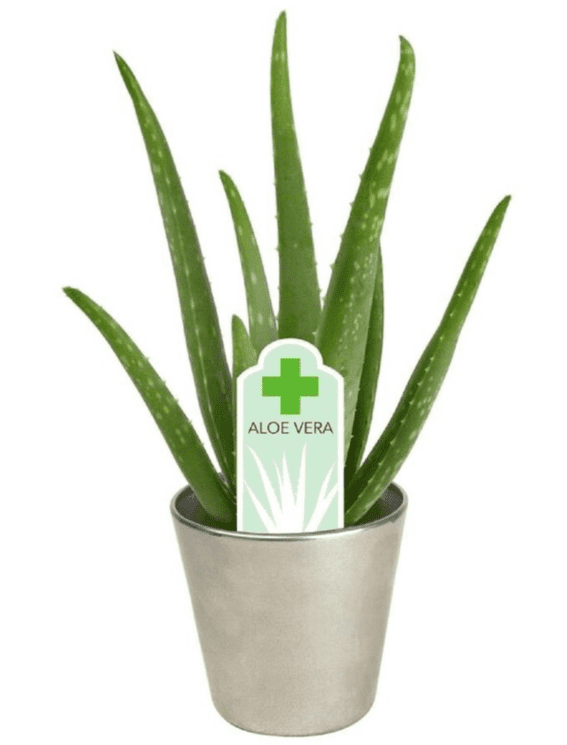 Aloe vera Plant: Best Plant for Improving Air Quality & Skin