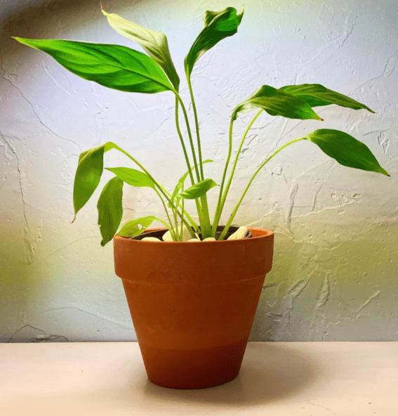 Peace Lily Plant: Best Plant for Improving Air Quality