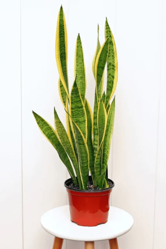 Snake Plant: Best Plant for Improving Air Quality