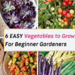 EASY Garden Vegetables to Grow