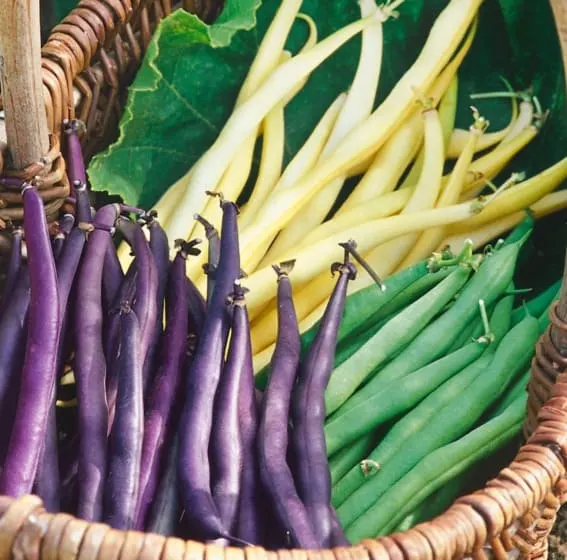 Basket of multicolored beans nestled amidst rich foliage.