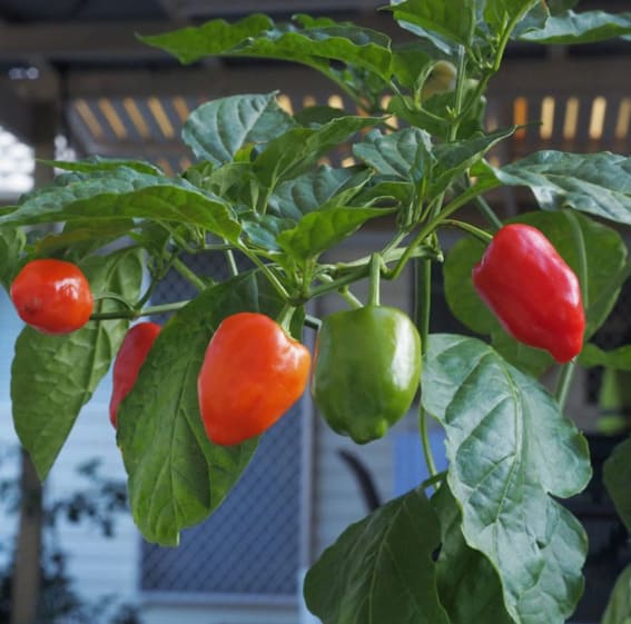 Vibrant bell peppers in shades of green and red dangle amongst lush leaves on vine for easy vegetables to grow in a garden outside for beginner gardeners 