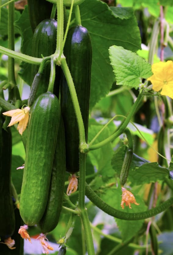 Lush cucumber vines bear fruits and flowers, hinting at a bountiful harvest.