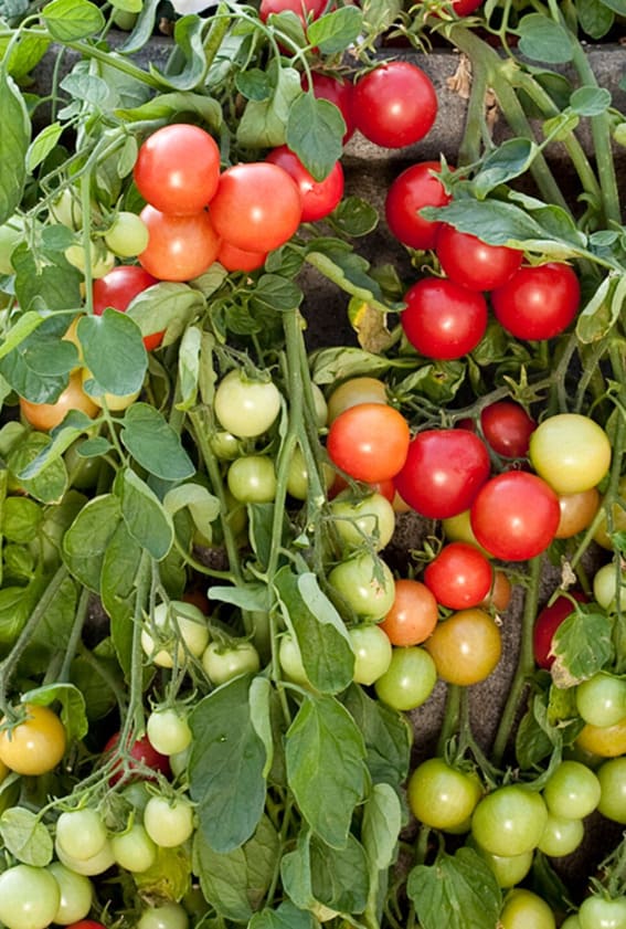 Ripe red tomatoes cling to the vine, ready for the picking.