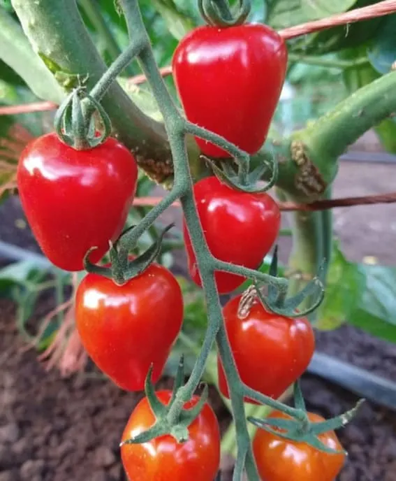 Ripe red tomatoes cling to the vine, ready for the picking.